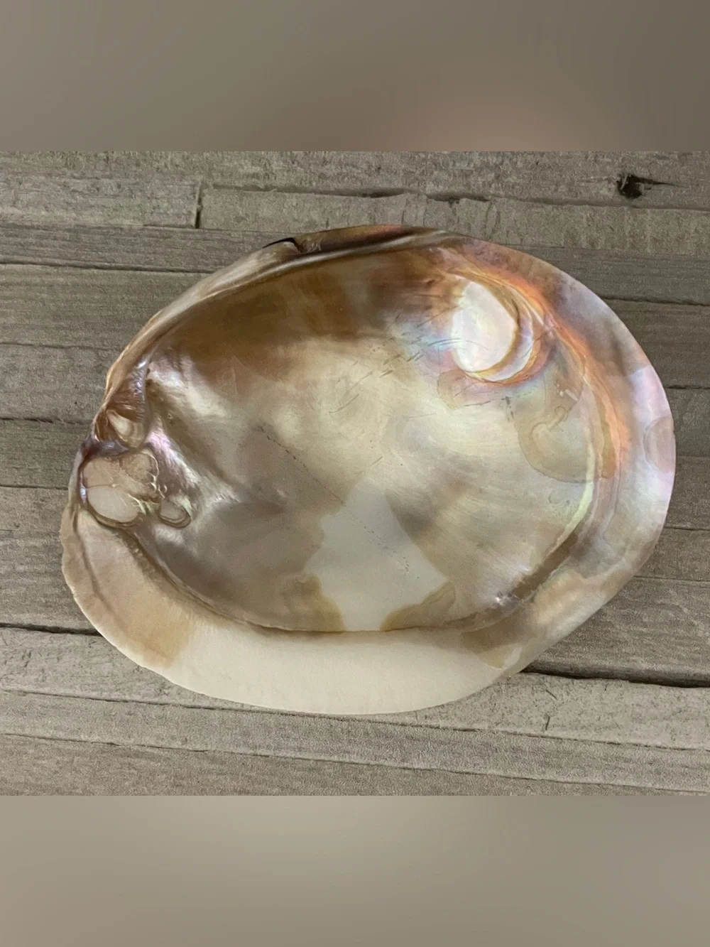 Natural Abalone Shell Dish Jewelry Tray- Iridescent Pearl Tones
